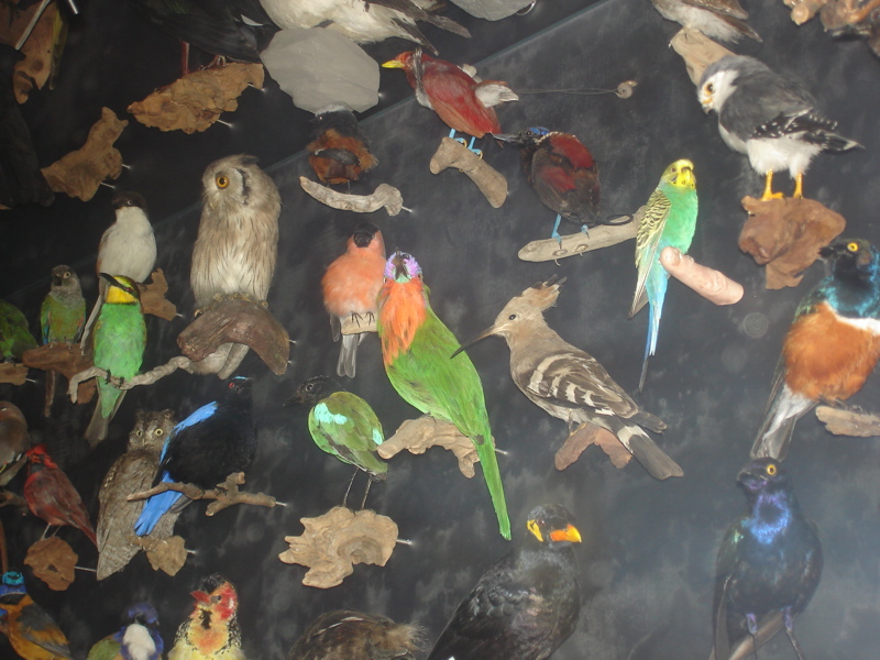 Morgan Mavis European Contemporary Zoological Conservatory Expidition