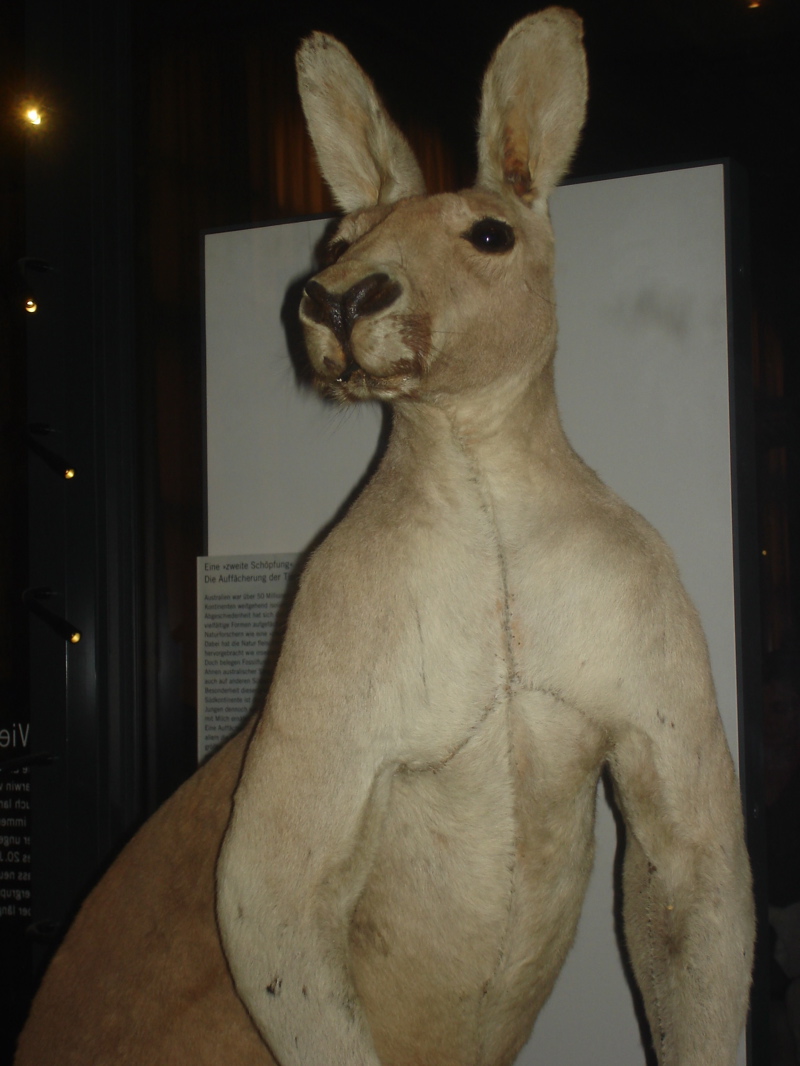 Morgan Mavis European Contemporary Zoological Conservatory Expidition