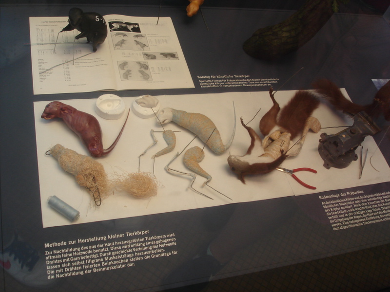 Morgan Mavis European Contemporary Zoological Conservatory Expidition