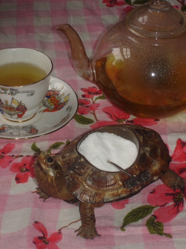 Turtle Sugar Bowl