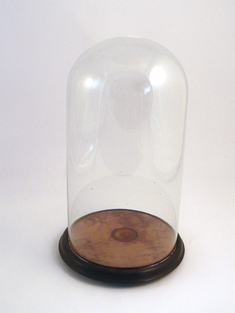 VicVictorian Domed Jar The Contemporary Zoological Conservatory Toronto