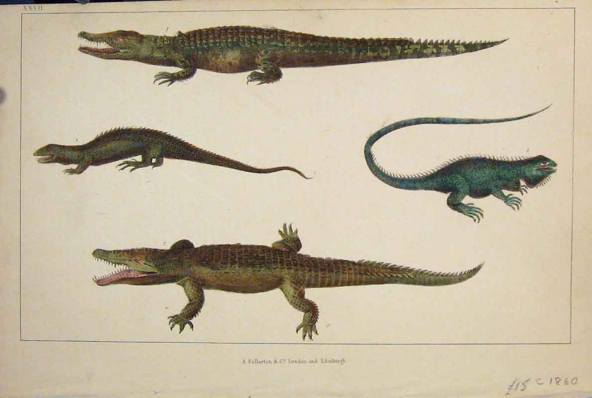 The Contemporary Zoological Conservatory Toronto taxidermy