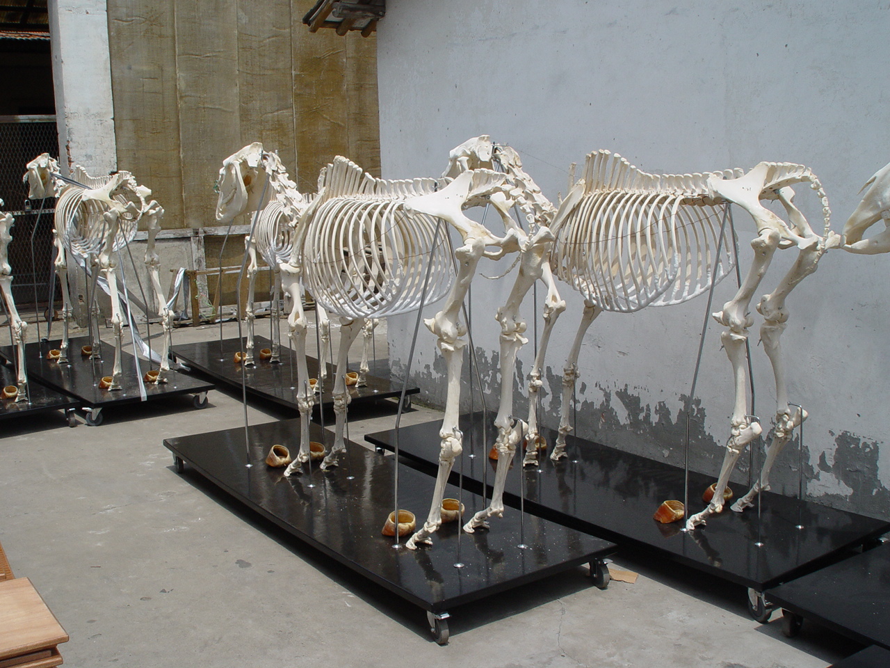 Morgan Mavis and her dream of a horse