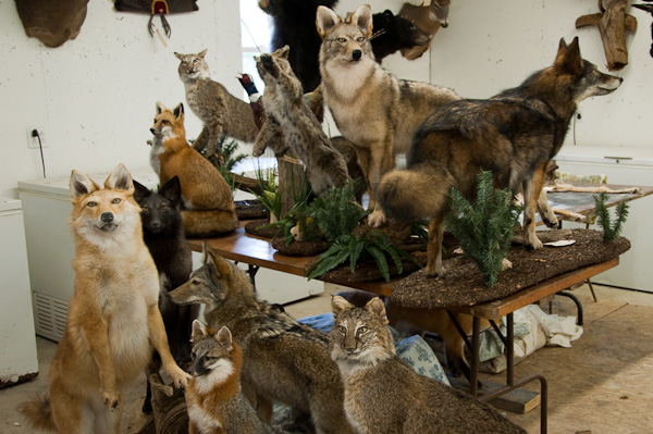 The Contemporary Zoological Conservatory Toronto