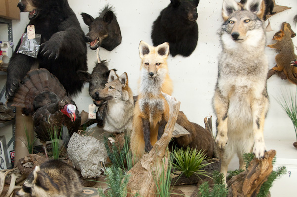 The Contemporary Zoological Conservatory Toronto