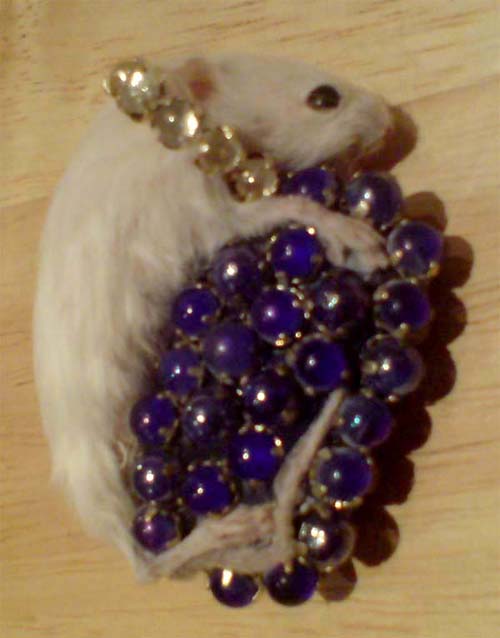 The Contemporary Zoological Conservatory