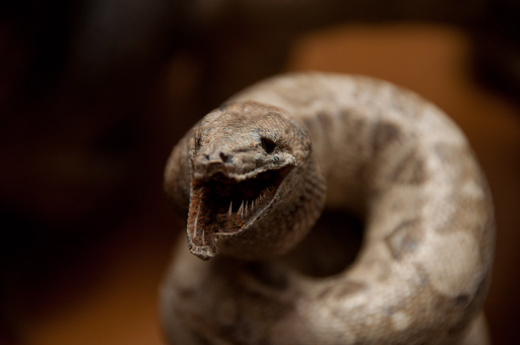 the contemporary zoological conservatory