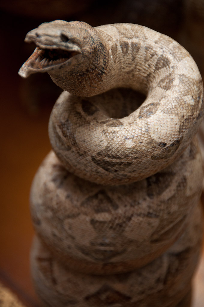 the contemporary zoological conservatory